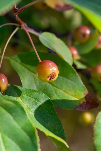 会努力给主 会努力给主